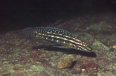 Julidochromis cf. regani 'Molwe'